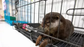 Vydry - ilegálny obchod s exotickými zvieratami