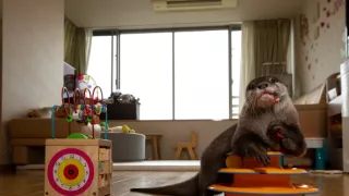 Vydry - ilegálny obchod s exotickými zvieratami