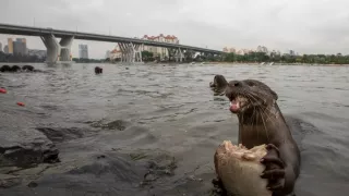 Vydry - ilegálny obchod s exotickými zvieratami