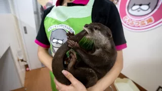 Vydry - ilegálny obchod s exotickými zvieratami