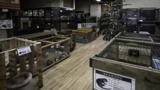 Vydry - ilegálny obchod s exotickými zvieratami