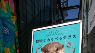 Vydry - ilegálny obchod s exotickými zvieratami