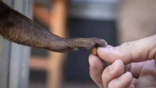 Vydry - ilegálny obchod s exotickými zvieratami