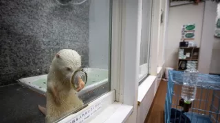 Vydry - ilegálny obchod s exotickými zvieratami