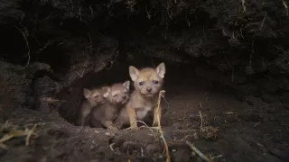 Zázračná planéta: Serengeti II (3/6)