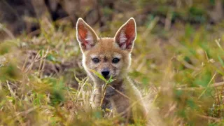 Zázračná planéta: Serengeti II (3/6)