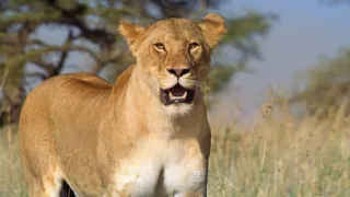 Zázračná planéta: Serengeti II (3/6)