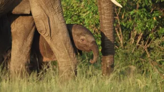 Zázračná planéta: Serengeti II (3/6)