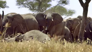 Zázračná planéta: Serengeti II (3/6)