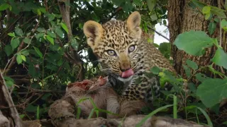 Zázračná planéta: Serengeti II (3/6)