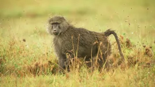 Zázračná planéta: Serengeti II (3/6)