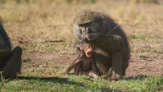 Zázračná planéta: Serengeti II (3/6)