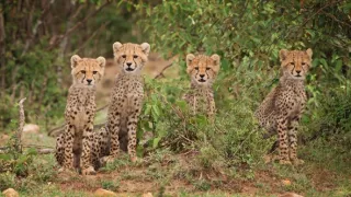 Zázračná planéta: Serengeti II (3/6)