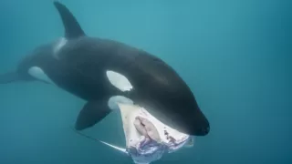 Morské predátory alebo Život na vrchole potravinového reťazca (1/4)
