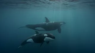 Morské predátory alebo Život na vrchole potravinového reťazca (1/4)