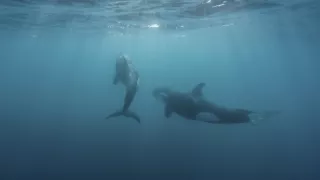 Morské predátory alebo Život na vrchole potravinového reťazca (1/4)