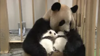 Příběhy zvířecích miminek II