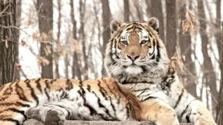 Hon na ruského tygra