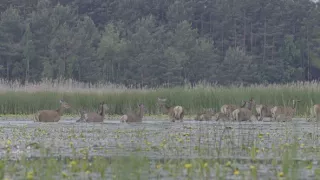 Tajomstvo jeleňa európskeho