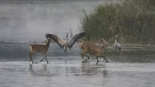Tajomstvo jeleňa európskeho