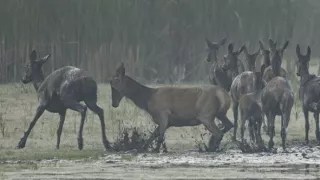 Tajomstvo jeleňa európskeho