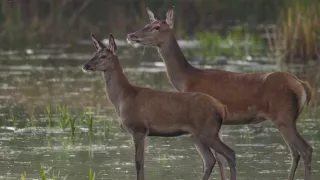 Tajomstvo jeleňa európskeho