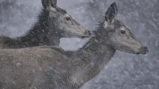 Tajomstvo jeleňa európskeho