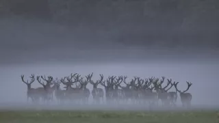 Tajomstvo jeleňa európskeho