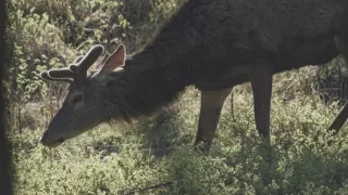 Tajomstvo jeleňa európskeho
