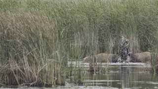 Tajomstvo jeleňa európskeho