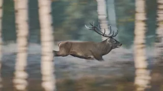 Tajomstvo jeleňa európskeho