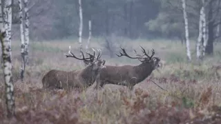 Tajomstvo jeleňa európskeho