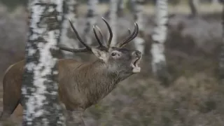 Tajomstvo jeleňa európskeho