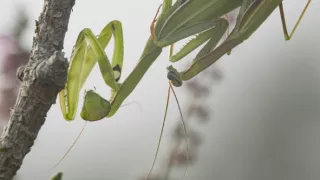 Tajomstvo jeleňa európskeho