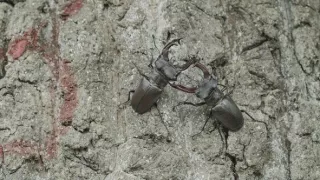 Tajomstvo jeleňa európskeho