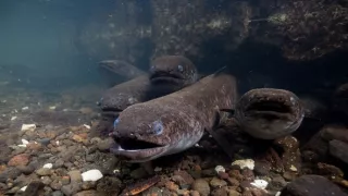 Cesta za posvätnými úhormi vo Francúzskej Polynézii