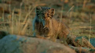 Kráľovstvo divočiny: Manul, Mongolsko