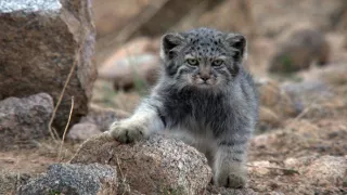 Kráľovstvo divočiny: Manul, Mongolsko