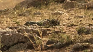 Kráľovstvo divočiny: Manul, Mongolsko