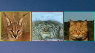 Kráľovstvo divočiny: Manul, Mongolsko