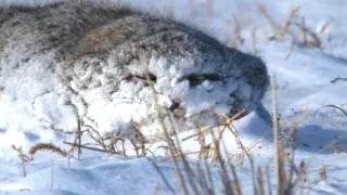 Kráľovstvo divočiny: Manul, Mongolsko