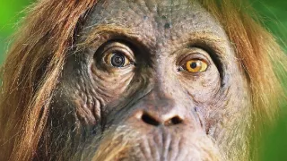 Zázračná planéta: Špionáž v divočine (2/4)