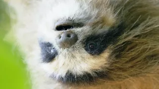 Zázračná planéta: Špionáž v divočine (2/4)