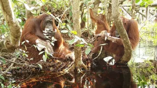 Zázračná planéta: Špionáž v divočine (2/4)
