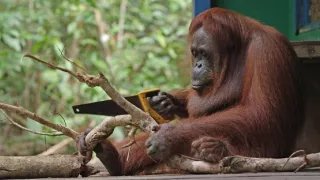 Zázračná planéta: Špionáž v divočine (2/4)