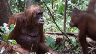 Zázračná planéta: Špionáž v divočine (2/4)