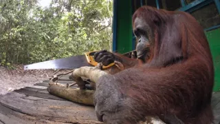 Zázračná planéta: Špionáž v divočine (2/4)