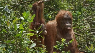 Zázračná planéta: Špionáž v divočine (2/4)