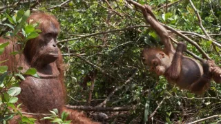 Zázračná planéta: Špionáž v divočine (2/4)