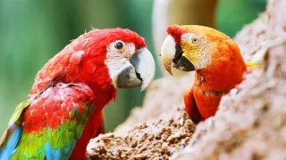 Zázračná planéta: Špionáž v divočine (2/4)